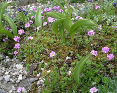 Androsace sempervivoides 24.04.16.JPG