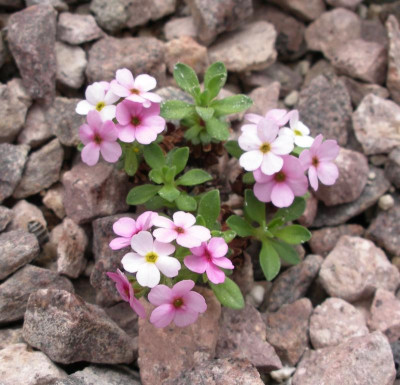 Androsace zayulensis 23.04.16.JPG