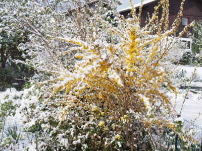 AprilschneeForsythie1_2016.jpg