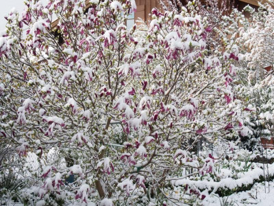 AprilschneeMagnolie1_2016.jpg
