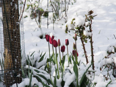 AprilschneeTulpen1_2016.jpg