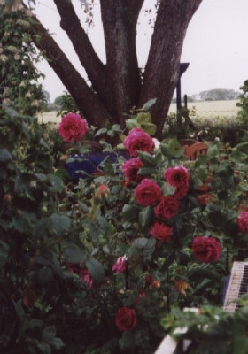 Francois_Arago.jpg