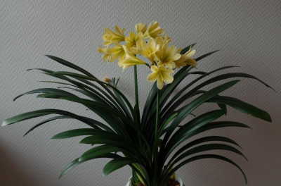 Gelb blühende Klivie Nr. 4 - 25.4.2016.jpg