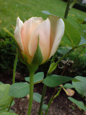 schloss_gluecksburg_rosengarten_neuss.JPG