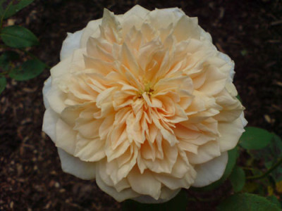 schloss_gluecksburg_2_rosengarten_neuss.JPG