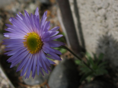 Townsendia  ... 25.4.16 002.jpg