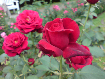 liebeszauber_2_rosenpark_neuss.JPG