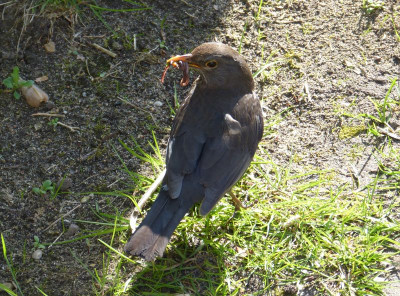 2016-04-25 Amsel 1.jpg