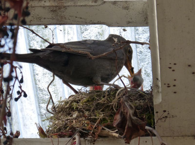 2016-04-25 Amsel 2.jpg