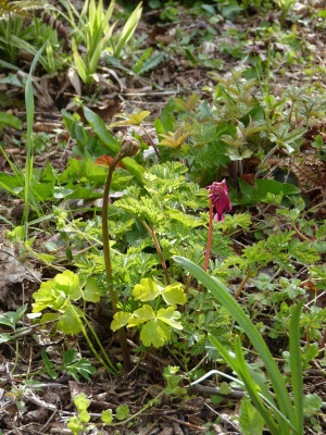 2016-04-25 Gartenimpressionen 1.jpg