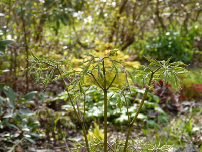 2016-04-25 Gartenimpressionen 2.jpg