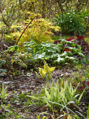 2016-04-25 Gartenimpressionen 3.jpg