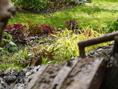 2016-04-25 Gartenimpressionen 4.jpg
