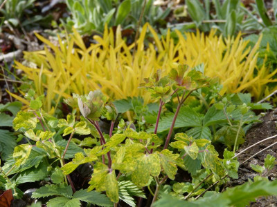 2016-04-25 Gartenimpressionen 5.jpg
