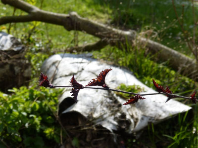 2016-04-25 Gartenimpressionen 6.jpg