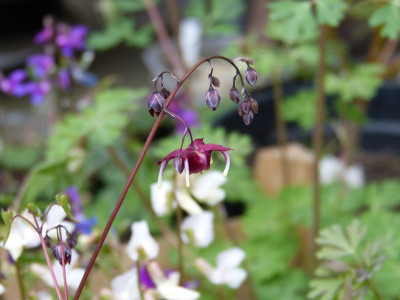 2016-04-25 Epimedium 'Red Maximum'.jpg