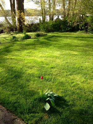 tulpe in rasen.jpg