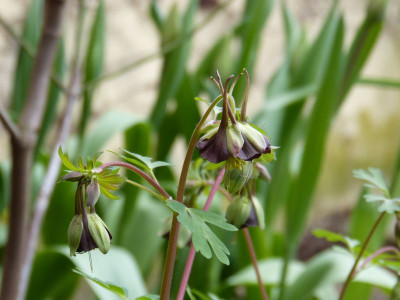 2016-04-25 Aquilegia viridiflora.jpg