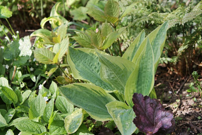hosta wolverine.JPG