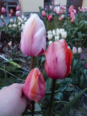 2016-04-25 Tulpen Impression.jpg