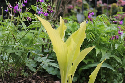 Hosta 'Chiquita'1.JPG