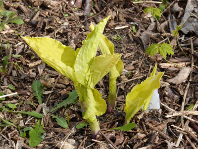 2016-04-25 Hosta 'Marrakech'.jpg