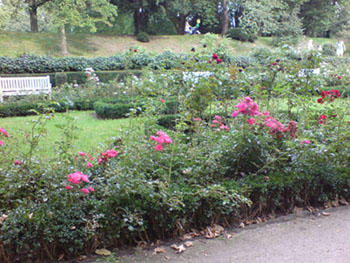 rosenpark_neuss_3.JPG