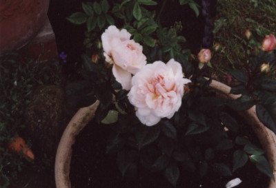 Irene_Watts.jpg