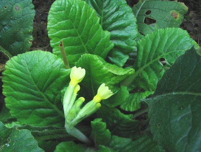 Primula_autumnalis_fars.jpg