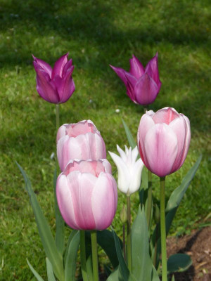 2014-04-24 Tulpen.jpg
