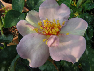 Lilac_Charm1.JPG