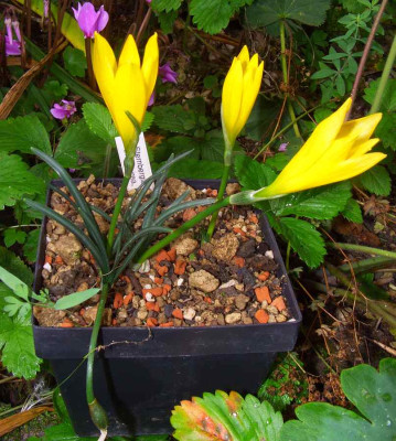 Sternbergia_sicula_06-03.jpg