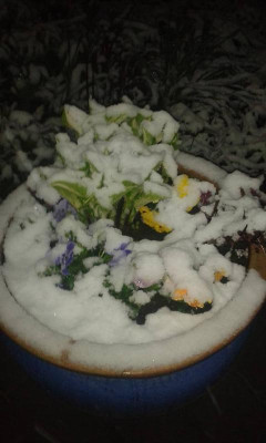 schnee.jpg