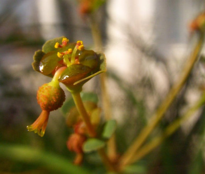 Euphorbia_dimorphocaulon06.jpg