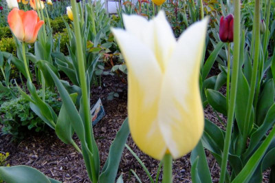 2016_04243april20160044.JPG