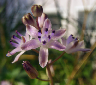 Scilla_autumnalis_06id.jpg