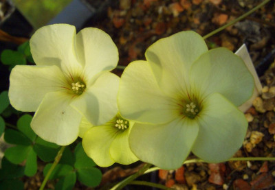 Oxalis_perdicaria_Citrino_06.jpg