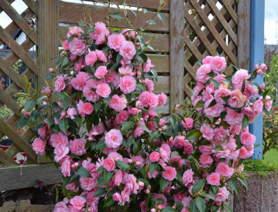 Camellia-Spring-Festival.16-4.jpg