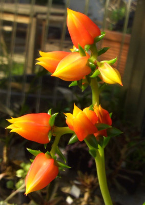 Echeveria_walpoleana.jpg