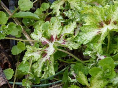 2016-04-26 Geranium phaeum 'Springtime'.jpg
