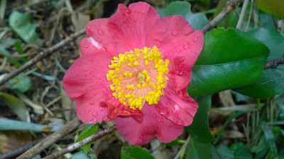 WP_20160426_041 Camellia japonica Nikko.jpg