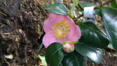 WP_20160426_042 Camellia japonica Kazue No Tsuki.jpg