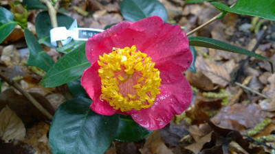 WP_20160426_020 Camellia japonica Kuni No Hikari.jpg