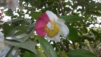 WP_20160426_022 Camellia japonica Nioi Fubuki.jpg