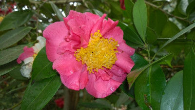 WP_20160426_023 Camellia japonica Nioi Fubuki.jpg