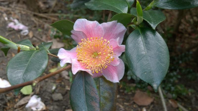 WP_20160422_016 Camellia japonica Nioi Fukurin.jpg