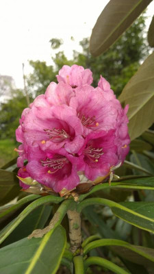 WP_20160426_032 Rhododendron hodgsonii Bu 259 TamalaNepal 3800m.jpg