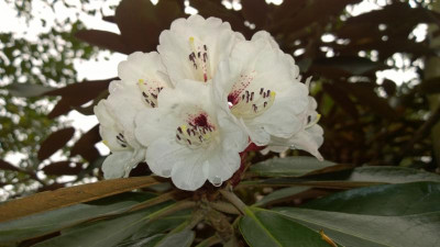 WP_20160426_028 Rhododendron rex ssp.fictolacteum H.P..jpg