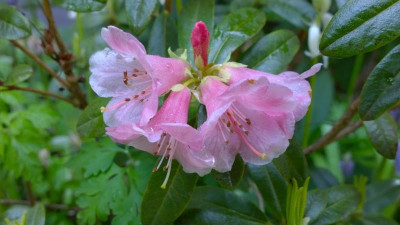 WP_20160425_004 Rhododendron glaucophyllum var.tubiforme KCSH 0337.jpg