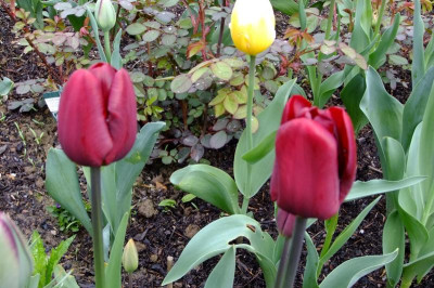 2016_04243april20160020.JPG
